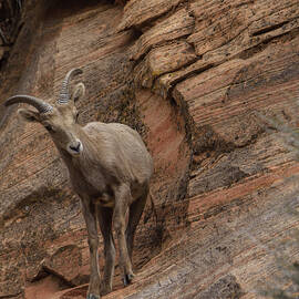 Bighorn Sheep on Rocky Terrain by Brandon Wichmann