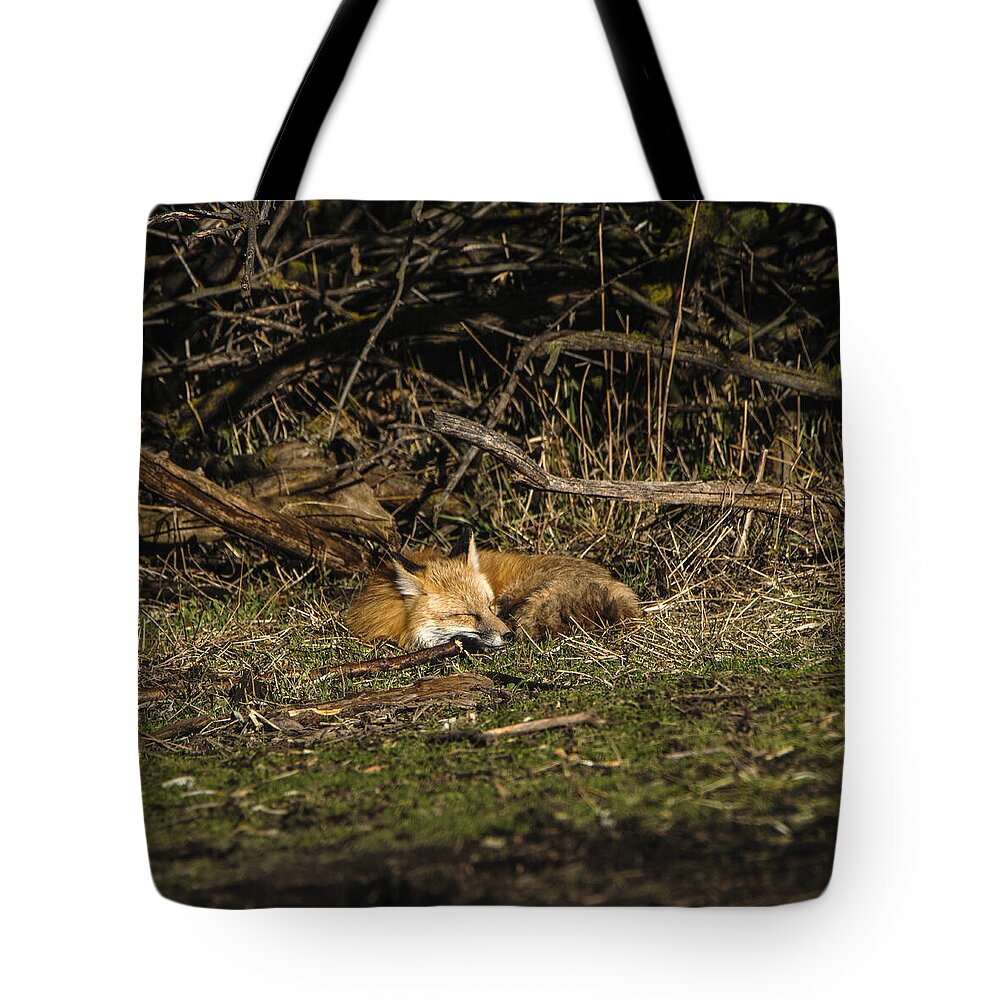 Peaceful Fox In Sunlit Meadow Tote Bag