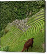 Winay Wayna With Grazing Llama Canvas Print