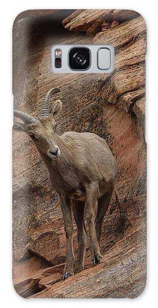 Wildlife Galaxy Cases
