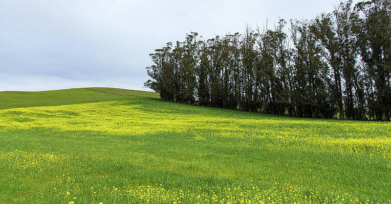 Nature Wall Art featuring the photograph Rolling Hills With Blooming Wildflowers by Brandon Wichmann