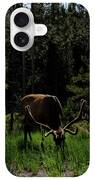 Elk Grazing In A Sunlit Forest In Grand Teton National Park iPhone Case