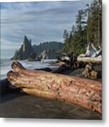 Driftwood on a Pebbled Beach Metal Print
