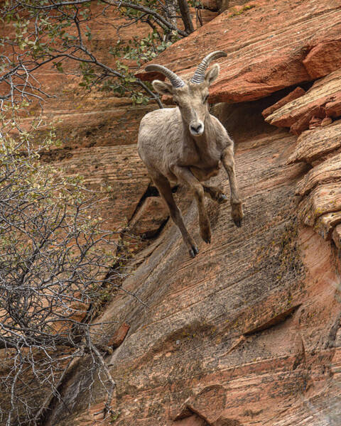 Big Horn Sheep Agile Descent In Zion National Park Art Print