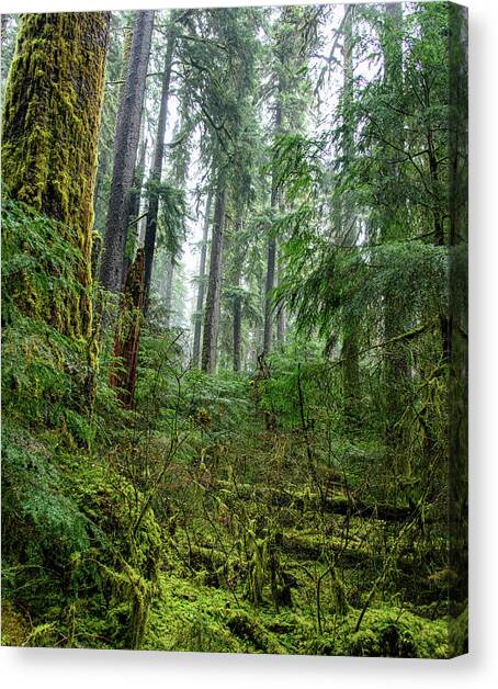 Misty Forest Silhouettes in Olympic National Park Canvas Art Print by Brandon Wichmann