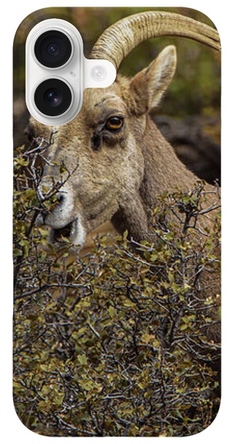 Mountain Goats in Natural Habitat iPhone Case