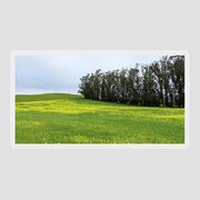 Rolling Hills With Blooming Wildflowers Sticker