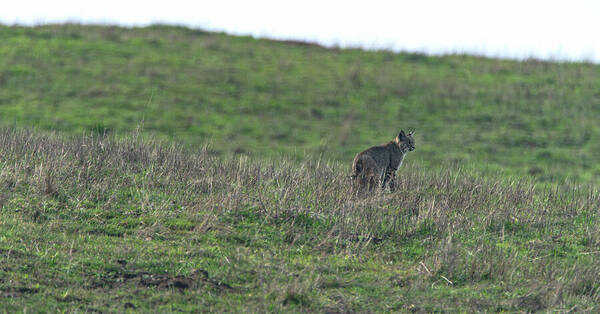 Bobcat in Grassy Field Art Print