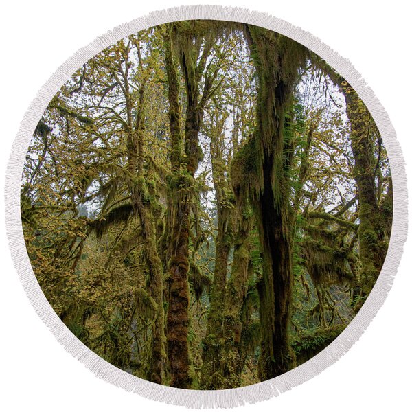 Moss-Covered Trees in a Dense Forest Round Beach Towel