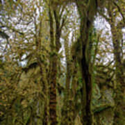 Moss-Covered Trees in a Dense Forest Poster