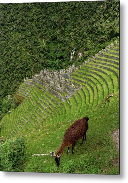 Winay Wayna With Grazing Llama Metal Print
