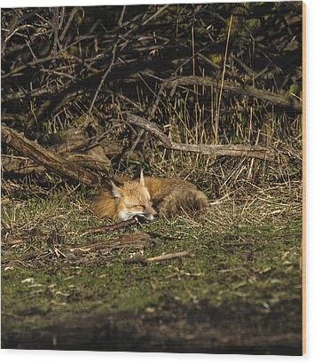 Peaceful Fox in Sunlit Meadow Wood Print by Brandon Wichmann