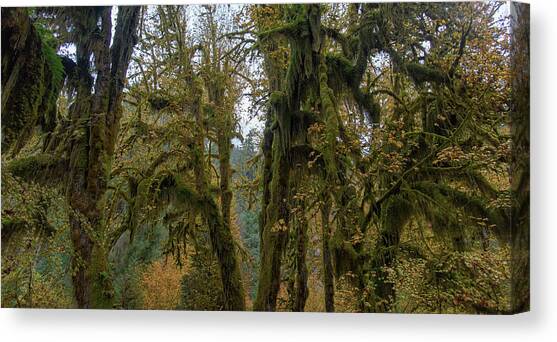Moss-Covered Forest Trees Canvas Art Print by Brandon Wichmann