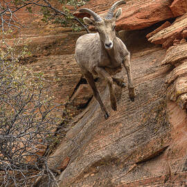 Big Horn Sheep Agile Descent in Zion National Park by Brandon Wichmann