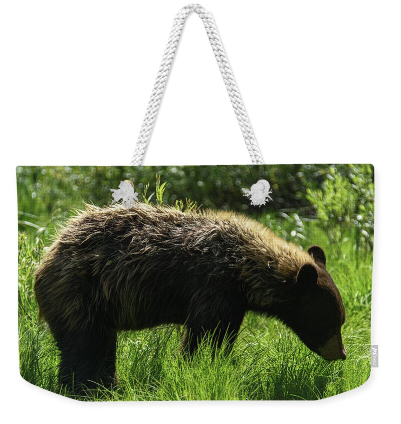 Solitary Bear In Grand Teton National Park Weekender Tote Bag