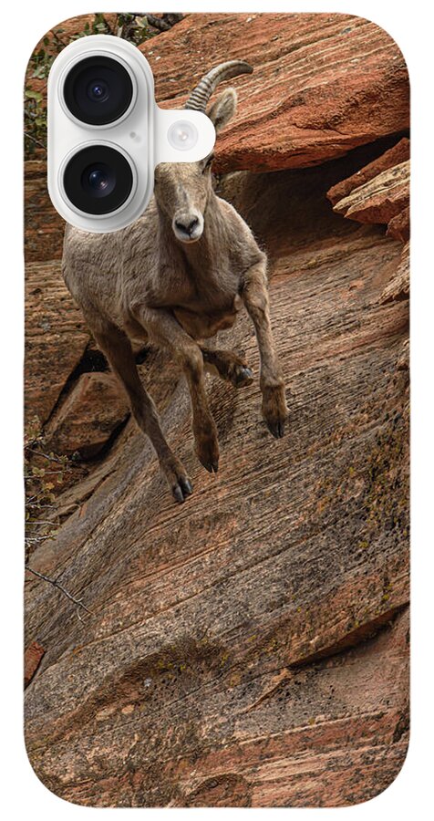 Big Horn Sheep Agile Descent In Zion National Park iPhone Case