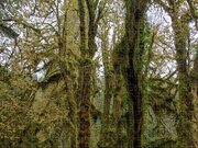 Moss-Covered Trees in a Dense Forest Jigsaw Puzzle