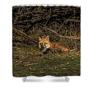 Fox Resting In Sunlit Clearing Shower Curtain