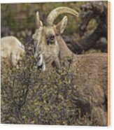 Mountain Goats in Natural Habitat Wood Print