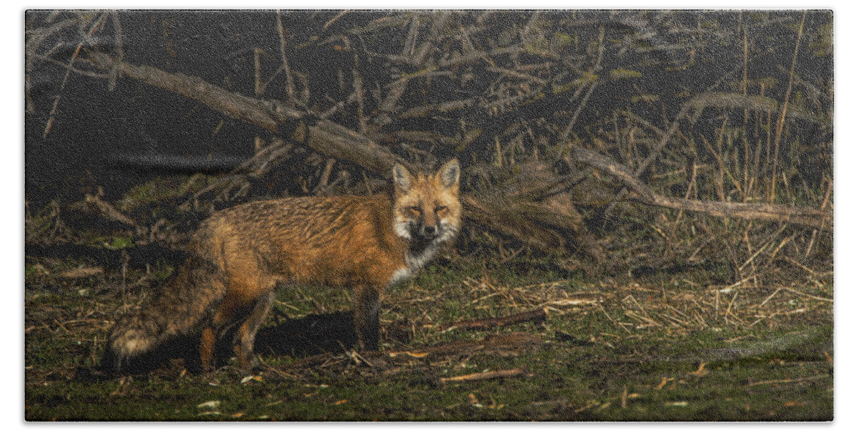 Fox In Sunlit Forest Clearing Bath Towel