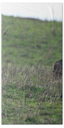 Bobcat in Grassy Field Beach Towel
