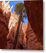 Tree Reaches Skyward In Bryce Canyon National Park Metal Print
