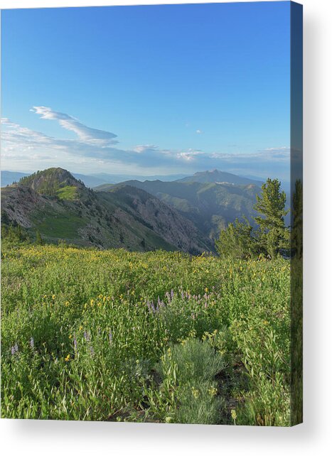 Mountain View with Wildflowers Acrylic Print