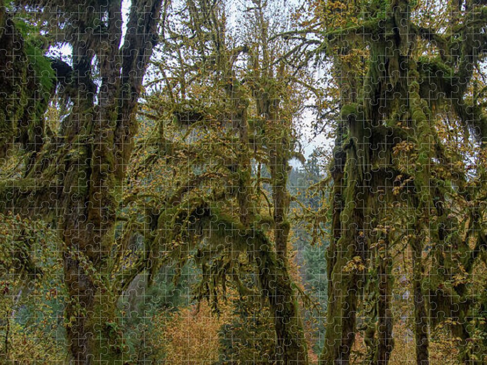 Moss-Covered Forest Trees Jigsaw Puzzle
