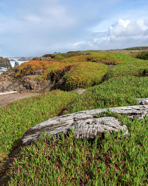 Coastal Landscape with Driftwood Poster
