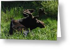 Moose Resting In Sunlit Meadow In Grand Teton National Park Greeting Card