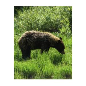 Solitary Bear in Grand Teton National Park by Brandon Wichmann Solitary Bear in Grand Teton National Park by Brandon Wichmann
