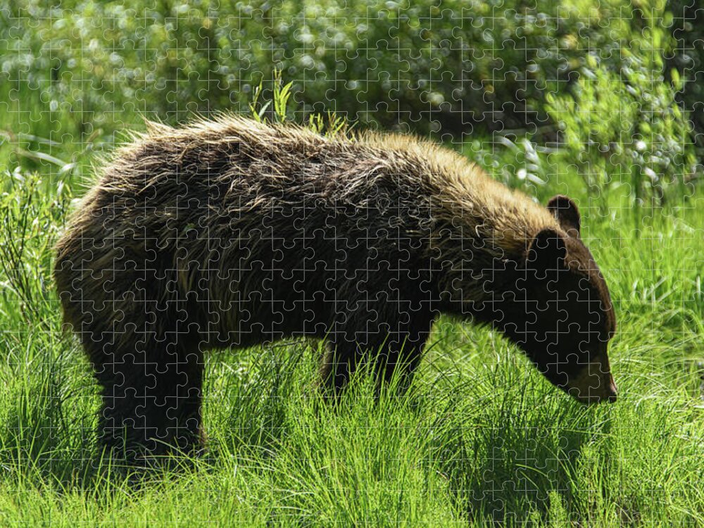 Solitary Bear In Grand Teton National Park Jigsaw Puzzle