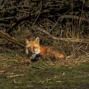 Fox Resting in Sunlit Clearing by Brandon Wichmann