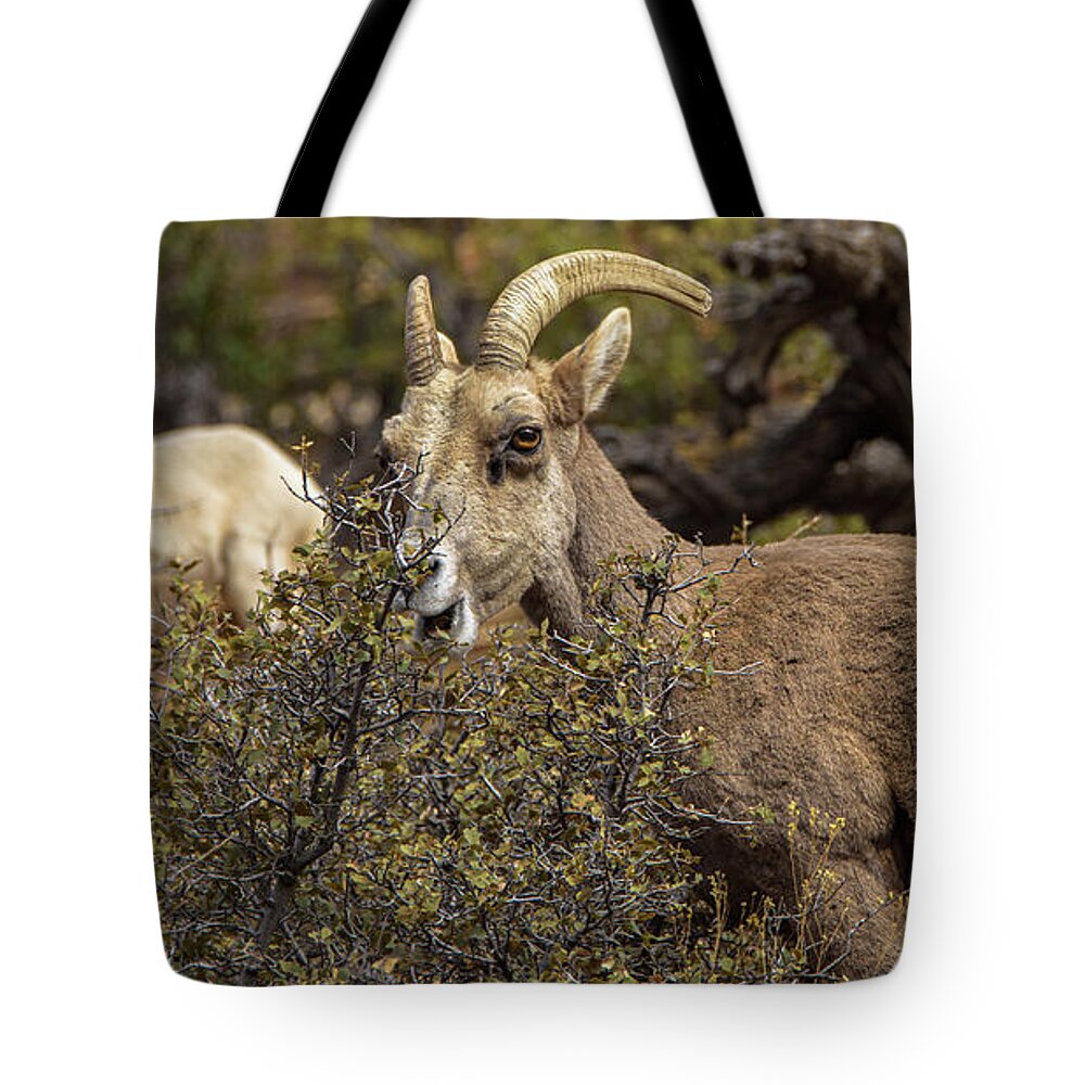 Mountain Goats in Natural Habitat Tote Bag