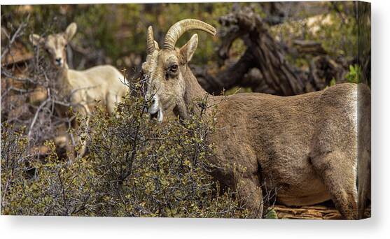 Bighorn Sheep in Zion National Park Canvas Art Print by Brandon Wichmann