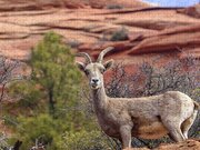 Big Horn Sheep In Zion National Park Jigsaw Puzzle