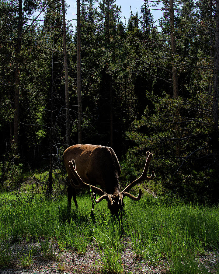 Elk Grazing in a Sunlit Forest in Grand Teton National Park Photograph by Brandon Wichmann
