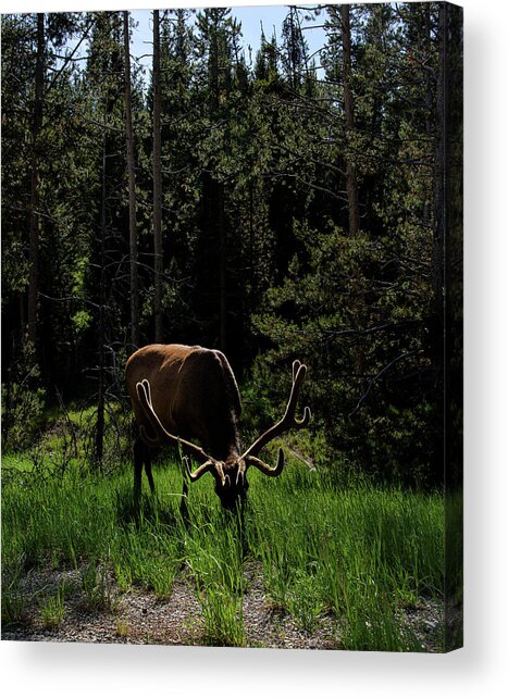 Elk Grazing In A Sunlit Forest In Grand Teton National Park Acrylic Print