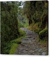 Moss-covered Path Through Lush Forest On The Inca Trail Canvas Print