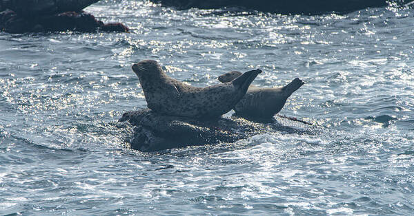 Seals Resting On Rocky Shoreline Poster