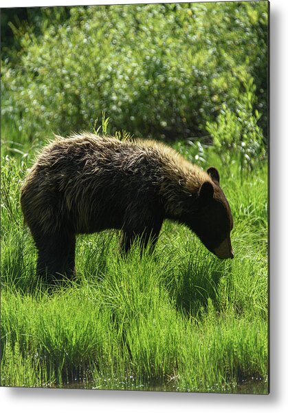 Solitary Bear In Grand Teton National Park Metal Print