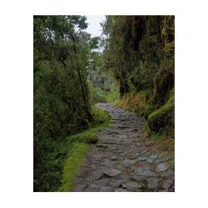 Moss-Covered Path Through Lush Forest on the Inca Trail by Brandon Wichmann Moss-Covered Path Through Lush Forest on the Inca Trail by Brandon Wichmann