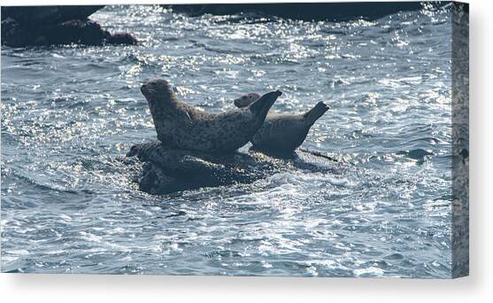 Seals Resting on Rocky Shoreline Canvas Art Print by Brandon Wichmann
