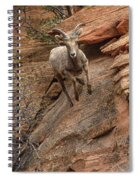 Big Horn Sheep Agile Descent In Zion National Park Spiral Notebook