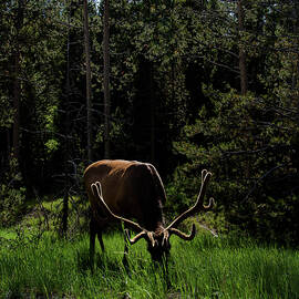 Elk Grazing in a Sunlit Forest in Grand Teton National Park