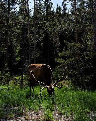 Nature Wall Art featuring the photograph Elk Grazing In A Sunlit Forest In Grand Teton National Park by Brandon Wichmann