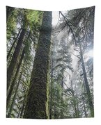 Majestic Forest Canopy In Olympic National Park Tapestry