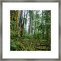 Misty Forest Silhouettes In Olympic National Park Framed Print