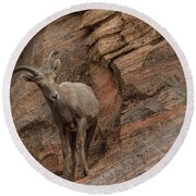 Bighorn Sheep On Rocky Terrain Round Beach Towel