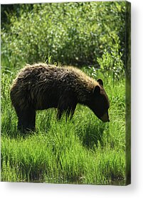 Wildlife Acrylic Prints